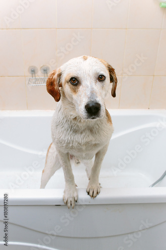 Cute dog standing in bathtub waiting to be washed © Alexandr