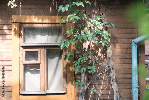 An old wooden grown house with window and ivy photo