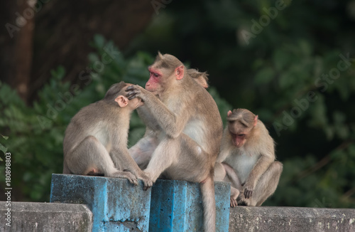 Monkey grooming each other
