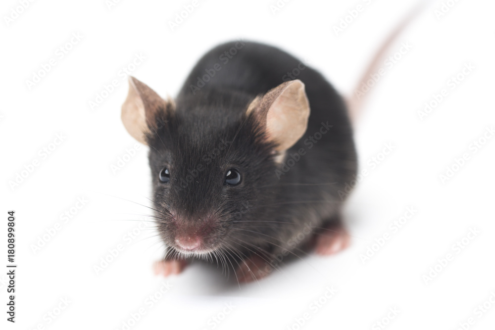 black lab mouse close-up isolated on white background black lab mouse close-up isolated on white background