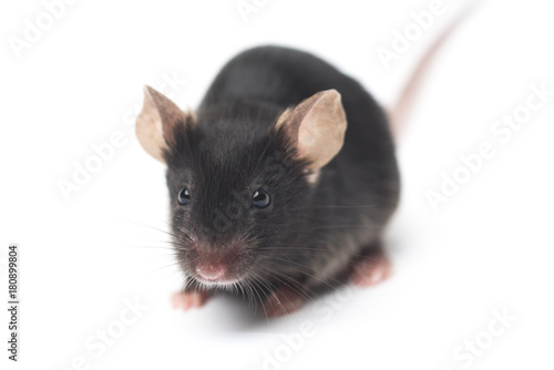 black lab mouse close-up isolated on white background