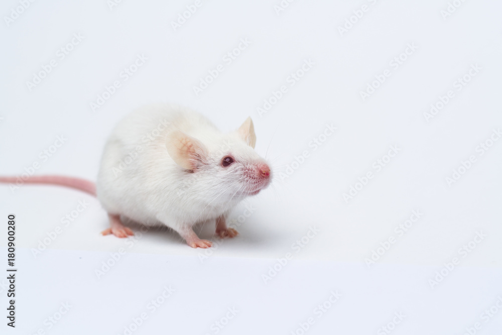 white laboratory mouse close-up isolated on white background white laboratory mouse close-up isolated on white background