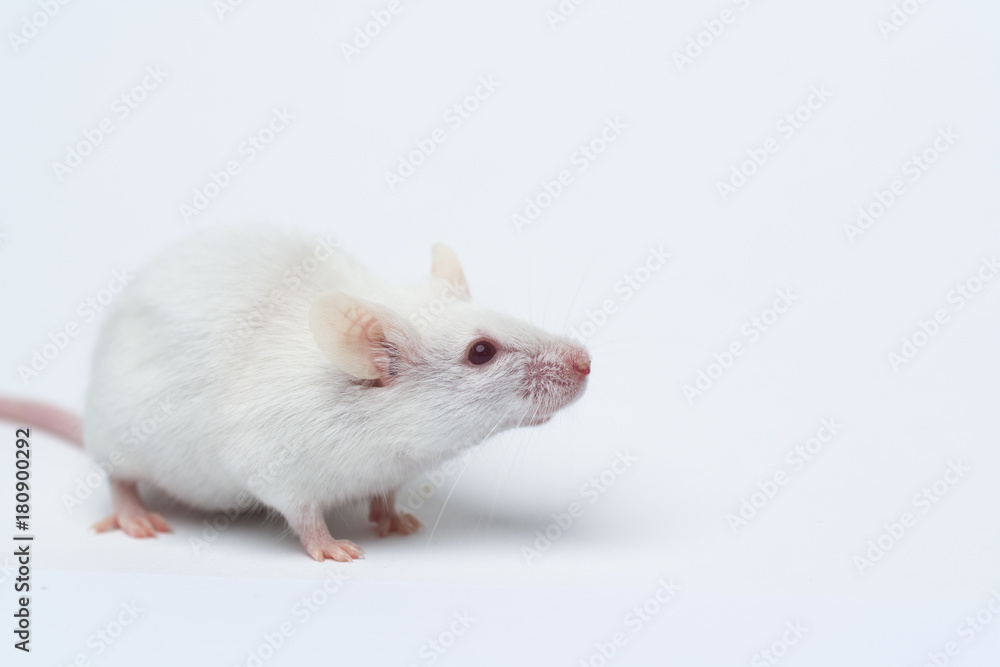 white laboratory mouse close-up isolated on white background