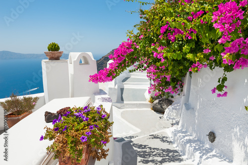 Beautiful terrace with pink flowers, Santorini island, Greece.