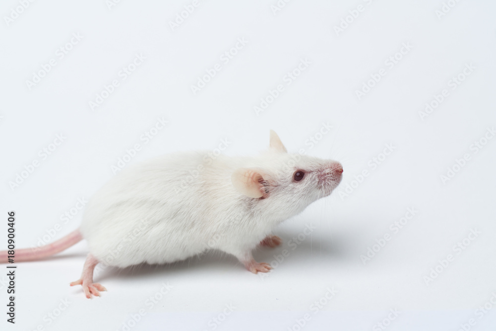 white laboratory mouse close-up isolated on white background white laboratory mouse close-up isolated on white background