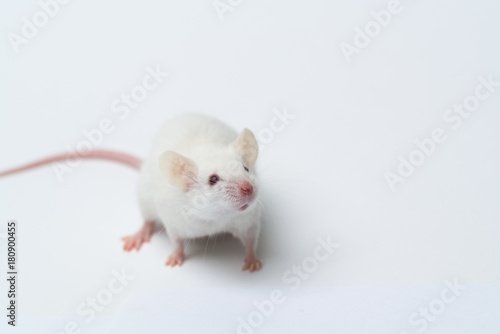 white laboratory mouse close-up isolated on white background © filin174