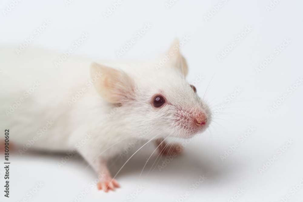 white laboratory mouse close-up isolated on white background