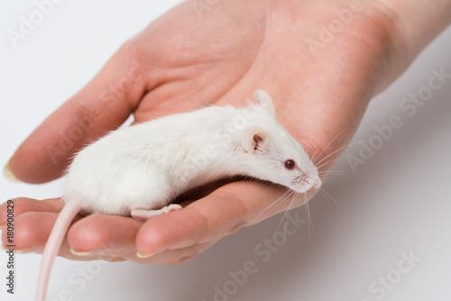 A man is holding a white laboratory mouse