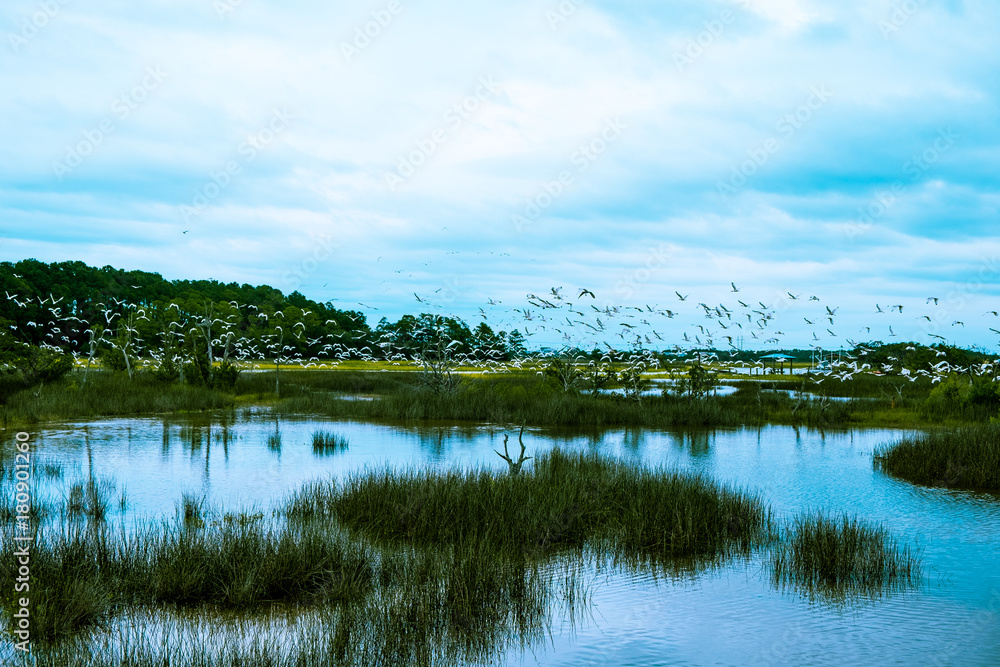 Naklejka premium stado ptaków przelatują nad bagnem południowym Karoliny w pochmurny dzień