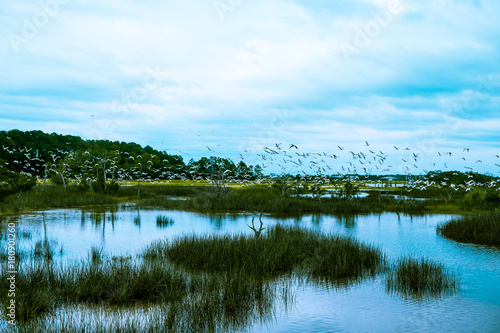 flock of birds fly over south carolina low country marsh on cloudy day