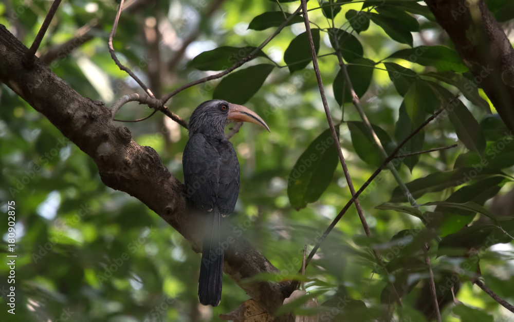 Fototapeta premium Malabar Grey Hornbill photographed in Thattekad, Kerala