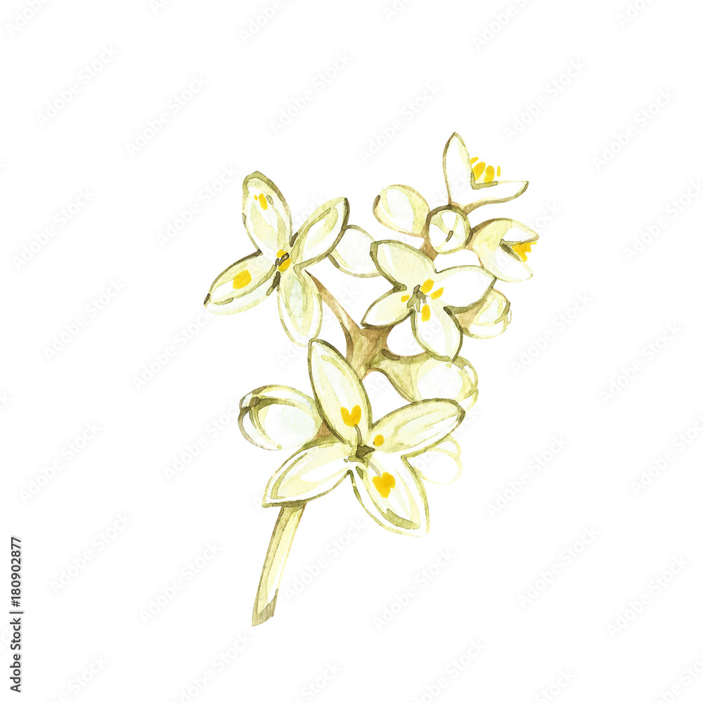 Watercolor realistic illustration of flowers olives branch isolated on white background. Design for olive oil, natural cosmetics, health care products.