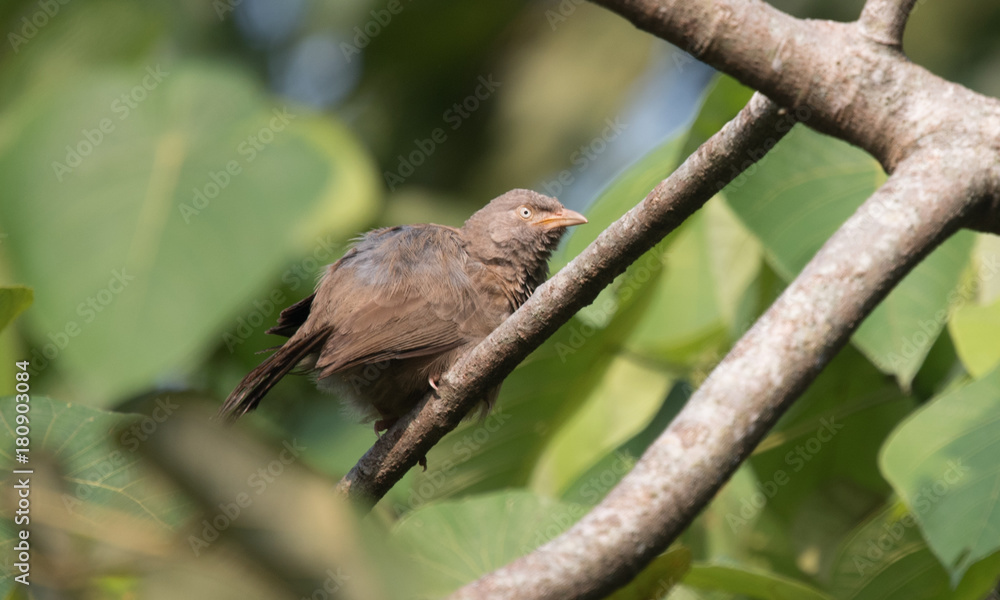 Obraz premium Jungle Babbler