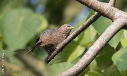 Jungle Babbler © Mihir Joshi