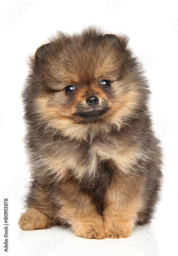 Fototapeta Naklejka Na Ścianę i Meble -  Pomeranian spitz puppy
