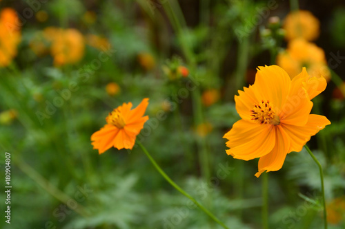 yellow flower in park