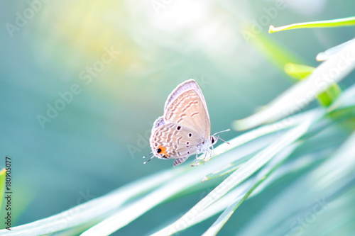 Closeup of butterfly on leaves (common butterfly) photo