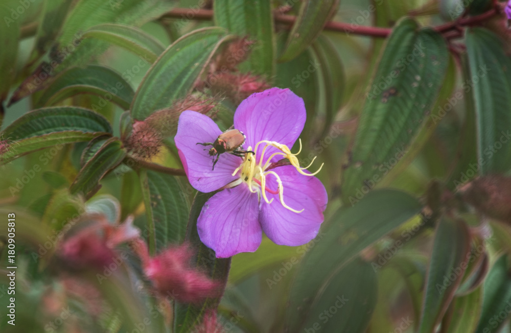 Beautiful Violet flower with bug Beautiful Violet flower with bug