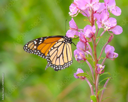 Monarch Butterfly © Marjorie