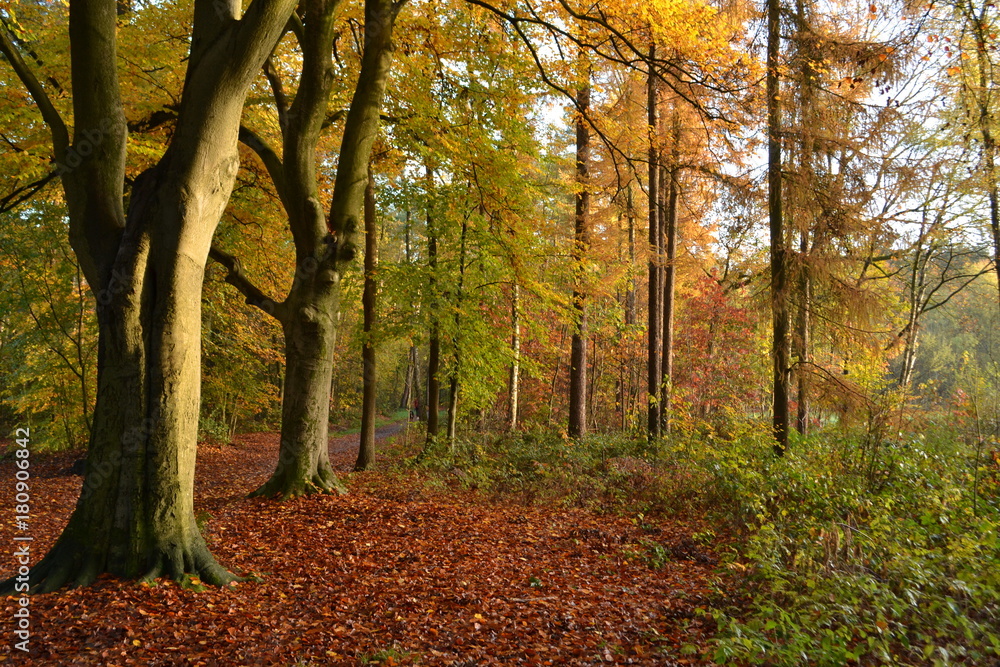 een beuk in de ochtendzon in de herfst in de Kruisbergse bossen