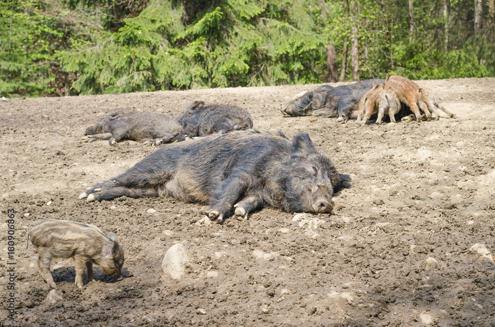 Young Wild Carpathian boar in the closed territory sniffs the earth. Sus scrofa attila. Young Wild Carpathian boar in the closed territory sniffs the earth. Sus scrofa attila.