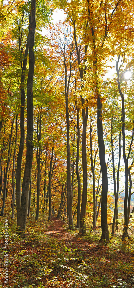 Beautiful panorama - beeches in the autumn forest, trees covered with colored leaves