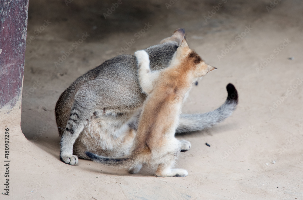 Fototapeta premium Intimate moments between the cat and the kitten