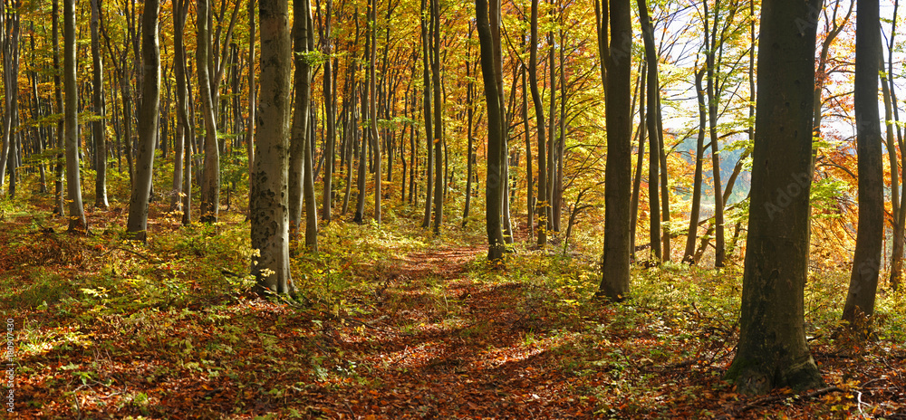Obraz premium Forest road, beautiful autumn background