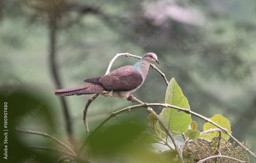 Fototapeta premium Barred Cuckoo Dove