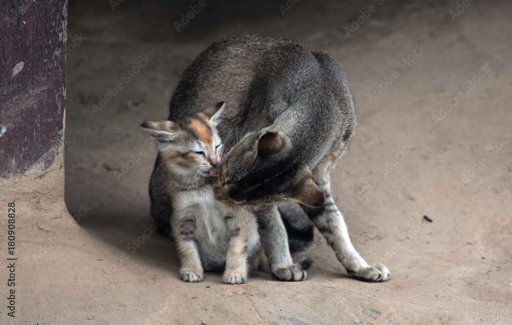 Fototapeta premium Intimate moments between the cat and the kitten