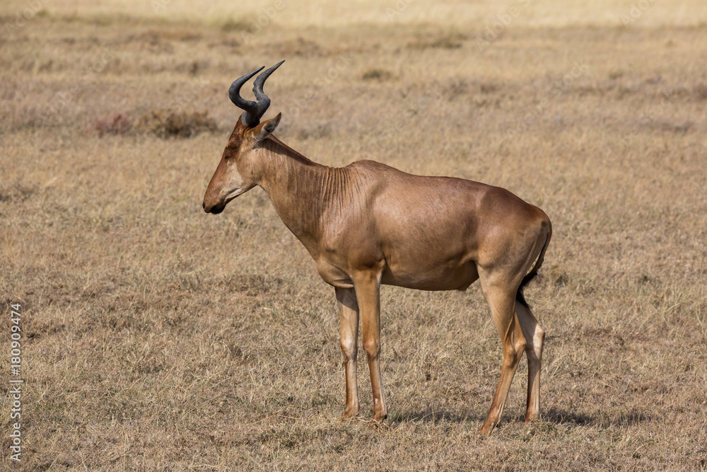 Kuhantilope (Alcelaphus) Kuhantilope (Alcelaphus)