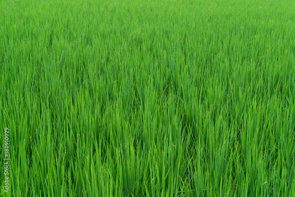 Beautiful green rice field paddy for background Beautiful green rice field paddy for background