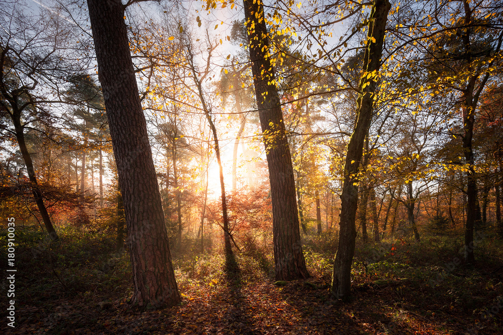 Sonnendurchfluteter Wald im Herbst