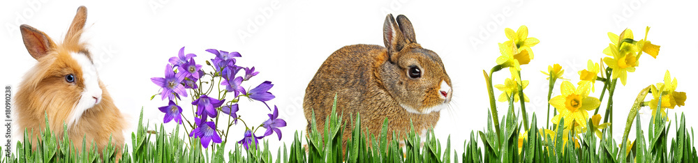 Fototapeta premium little baby rabbits sitting on graa - a white background