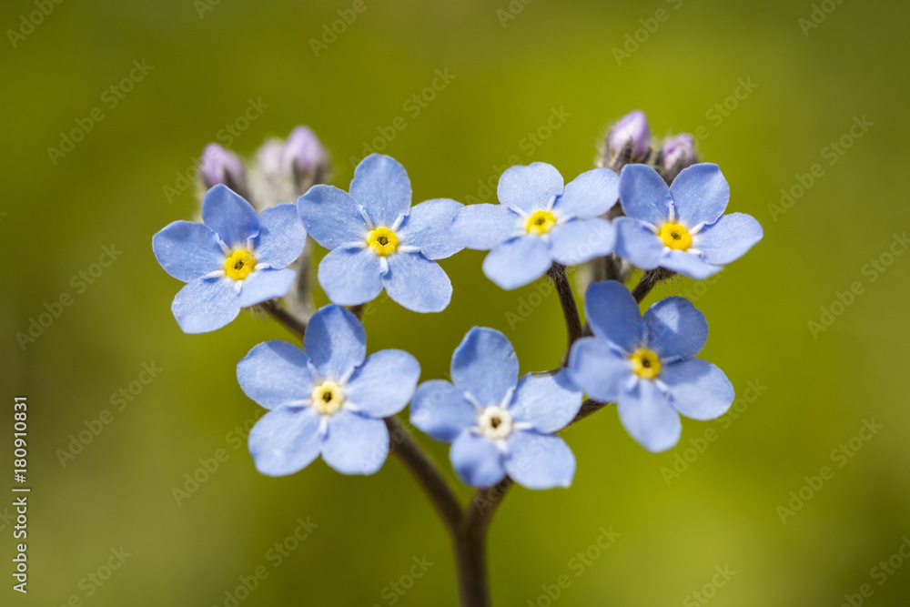 Flower Flower