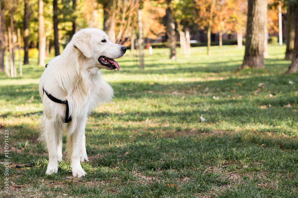Dog in the city park Dog in the city park