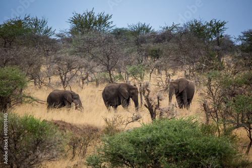 Elefant - Loxodonta africana © EinBlick