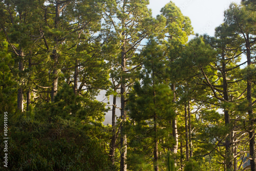 Fototapeta premium Pine forest, lush green trees. Sustainable clear ecosystem. Pinus canariensis, Canary Islands, Tenerife
