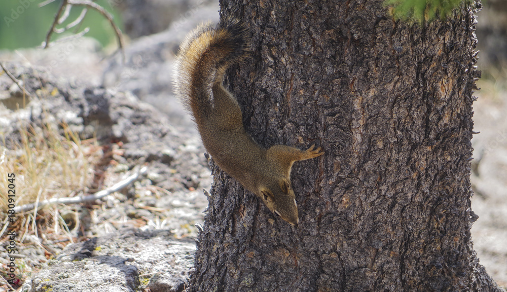 squirrel eats nuts from a bird dumpling squirrel eats nuts from a bird dumpling
