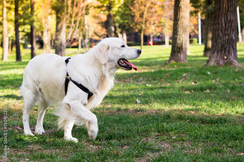 Dog in the city park Dog in the city park