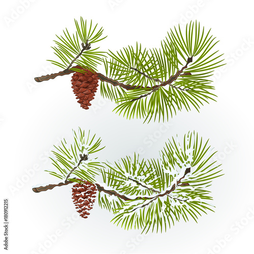 Pine  and pine cone branch autumnal and winter snowy  natural background vector illustration editable hand draw