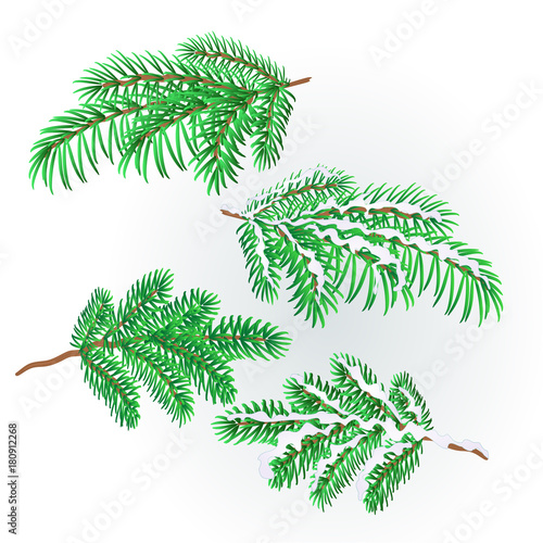 Branches Spruce  lush conifer autumnal and winter snowy natural background vector illustration editable hand draw