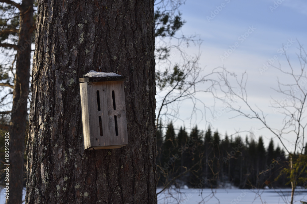 Bumblebee house on a pine stem Bumblebee house on a pine stem