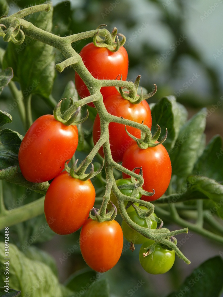 Healthy BIO tomatoes in farm landhouse glasshouse garden ... :-)