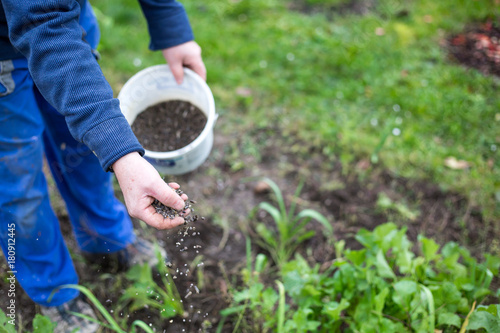 Fertilizing the garden by bio granular fertilizer for better conditions of garden photo