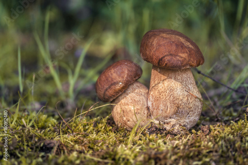 two porcini myshrooms in forest