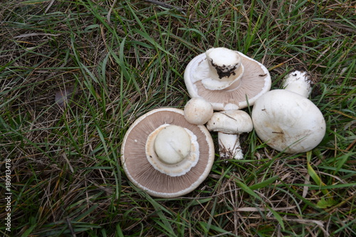  Champignon mushrooms fungi