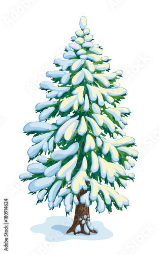 Big snow-covered fir tree. Vector dwawing