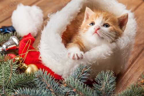 Fototapeta Naklejka Na Ścianę i Meble -  ginger kitten in santa hat against the background of a Christmas tree