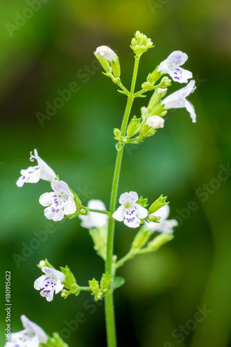 Closeup of Lesser Calamint (Clinopodium nepeta, syn. Calamintha nepeta) I